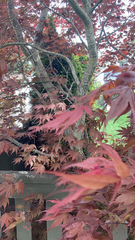 Acer palmatum