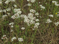 Valerianella longiflora