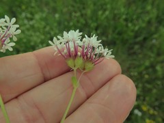 Valerianella longiflora