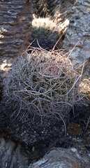 Mammillaria mystax