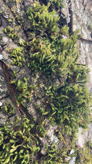 Bryopsida