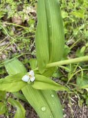 Tradescantia ozarkana