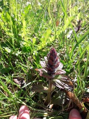 Ajuga pyramidalis