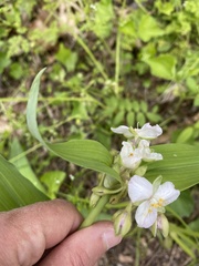 Tradescantia ozarkana