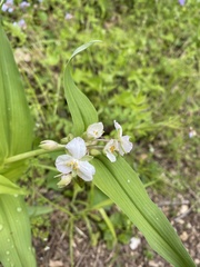 Tradescantia ozarkana