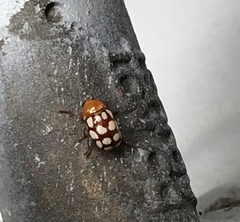 Cryptocephalus guttulatus