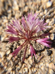 Allium atrorubens