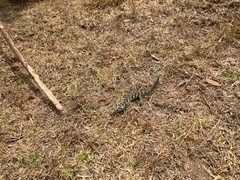 Abronia taeniata