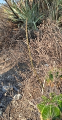 Mesadenus polyanthus