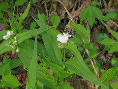 Tradescantia ozarkana