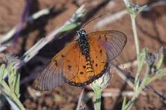 Acraea neobule
