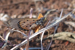 Acraea neobule