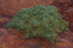 Ulex canescens