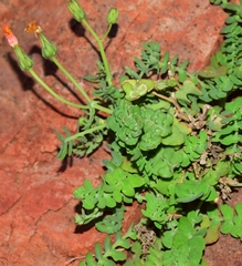 Sonchus pustulatus