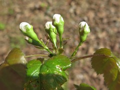 Crataegus gattingeri
