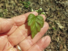 Crataegus gattingeri