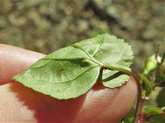 Crataegus gattingeri