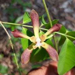 Encyclia parviflora