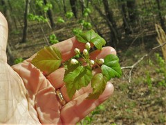 Crataegus gattingeri