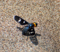 Hyperalonia morio morio