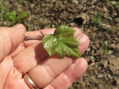 Crataegus gattingeri