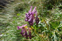 Corydalis solida solida