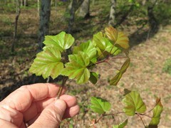 Crataegus gattingeri