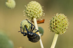 Heilipodus scabripennis