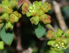 Paronychia suffruticosa