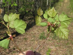 Crataegus gattingeri