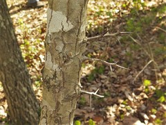Crataegus gattingeri