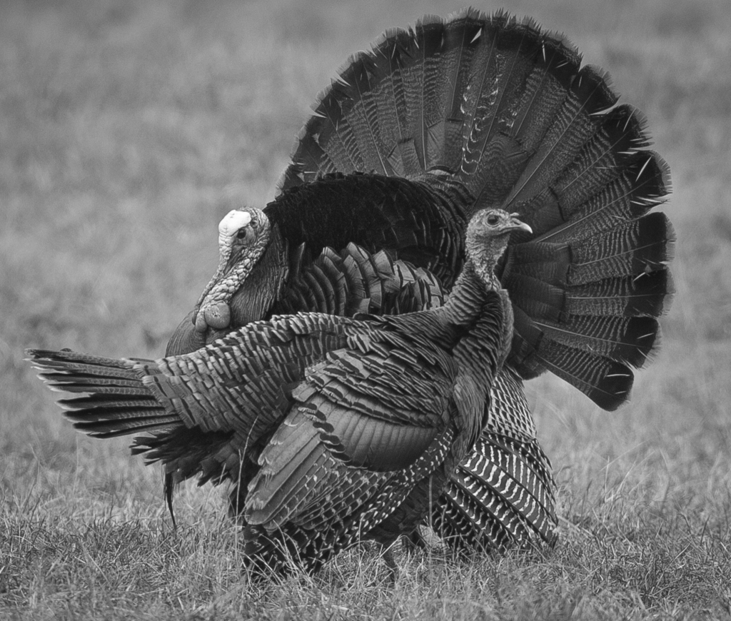 Eastern Wild Turkey