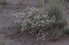 Limonium brasiliense