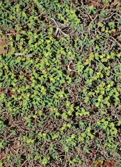 Paronychia suffruticosa