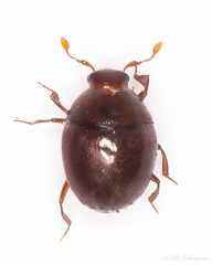 Abraeus globosus