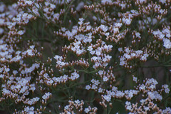 Limonium brasiliense