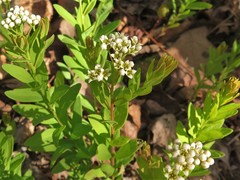 Comandra umbellata umbellata