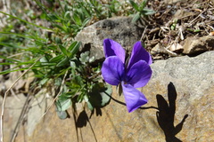 Viola bubanii