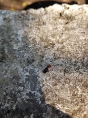 Camponotus planatus