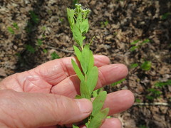 Comandra umbellata umbellata