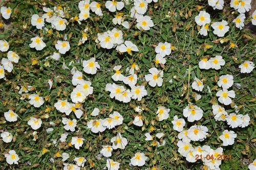 Helianthemum abelardoi