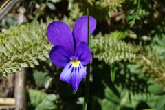 Viola bubanii