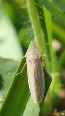 Draeculacephala septemguttata