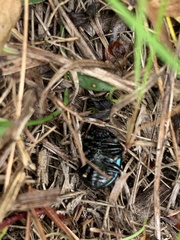 Leptinotarsa haldemani