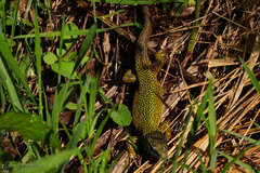 Lacerta schreiberi