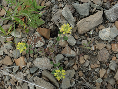 Alyssum simplex