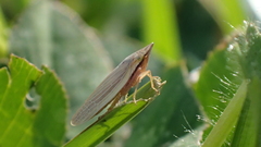 Draeculacephala septemguttata