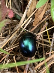 Leptinotarsa haldemani