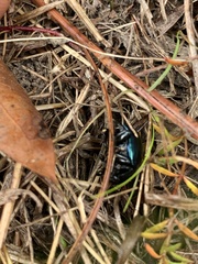 Leptinotarsa haldemani