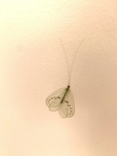 Chrysopidae image